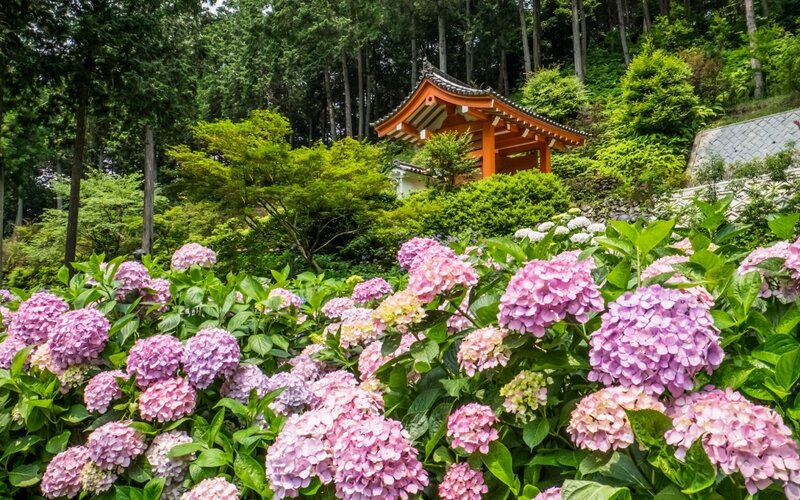 Pink Hydrangeas in Garden — Serene, Summer
