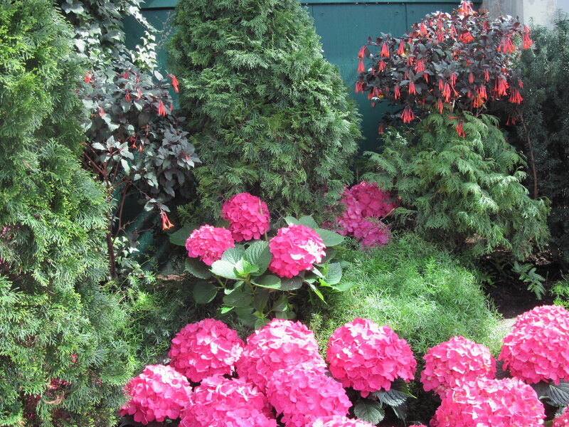 Pink Hydrangeas in Garden — Serene