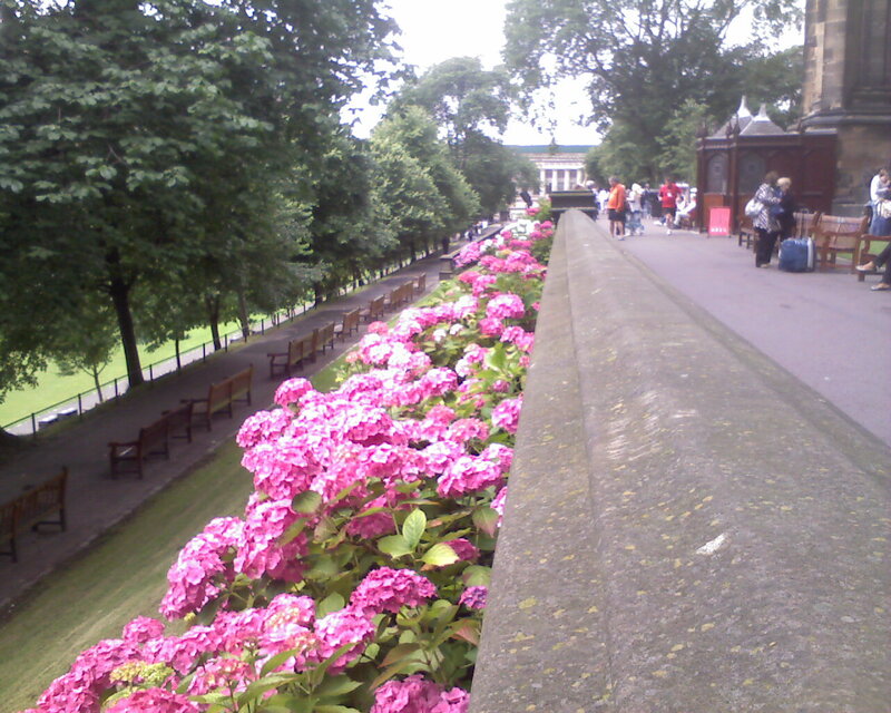 Pink Hydrangeas in Garden