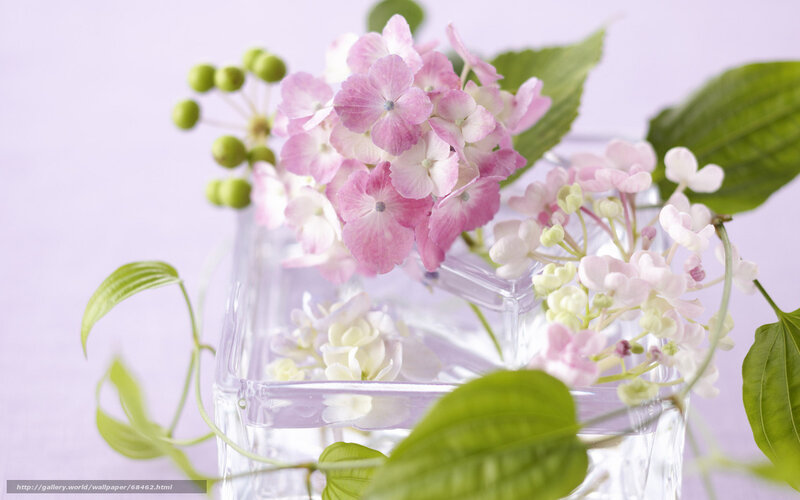 Pink hydrangeas in glass vase