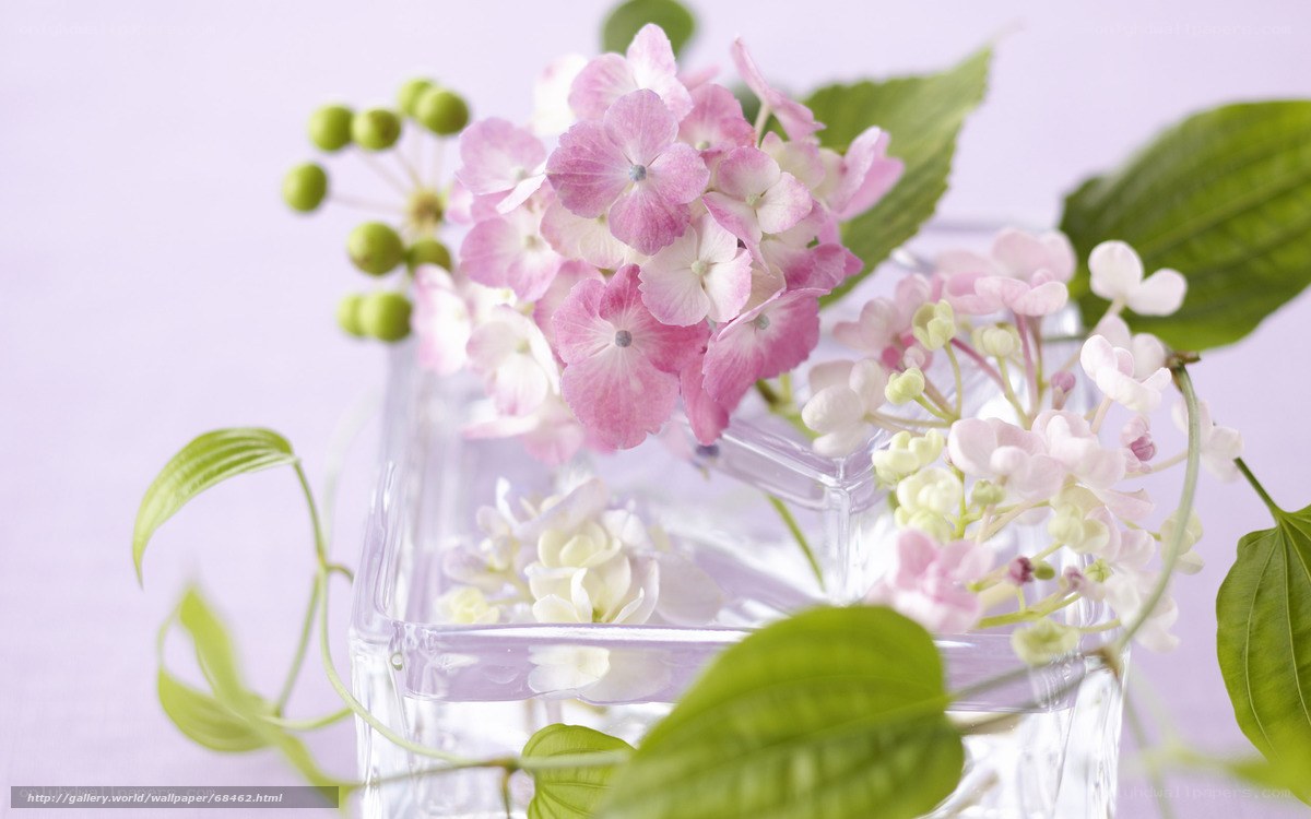 Pink hydrangeas in glass vase