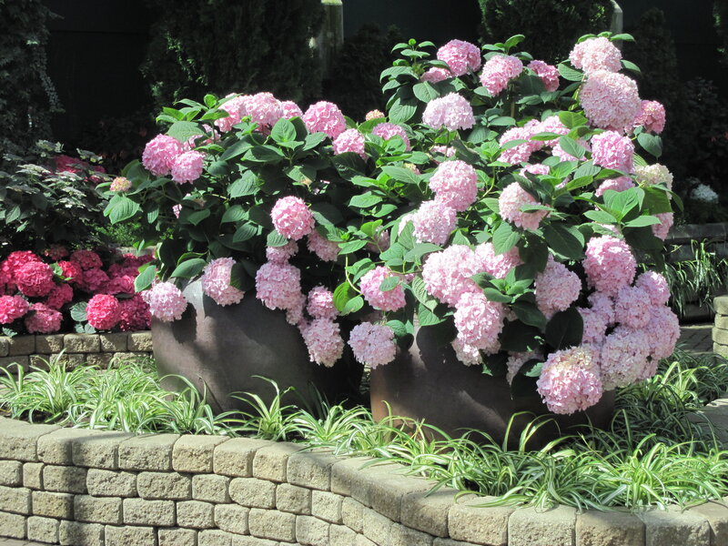 Pink Hydrangeas in Pots — Serene, Afternoon, Photograph, Brick Wall