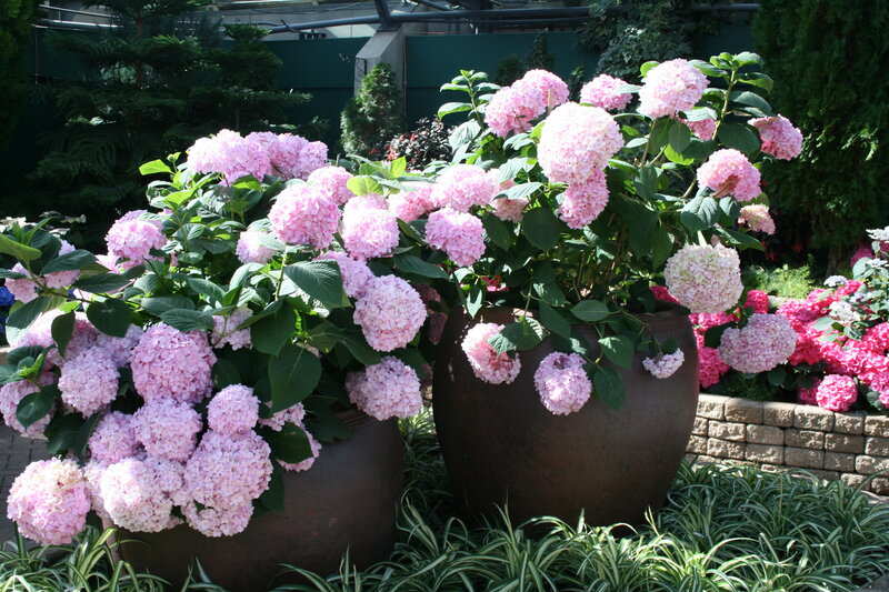 Pink Hydrangeas in Pots — Serene, Afternoon, Photograph, Greenery
