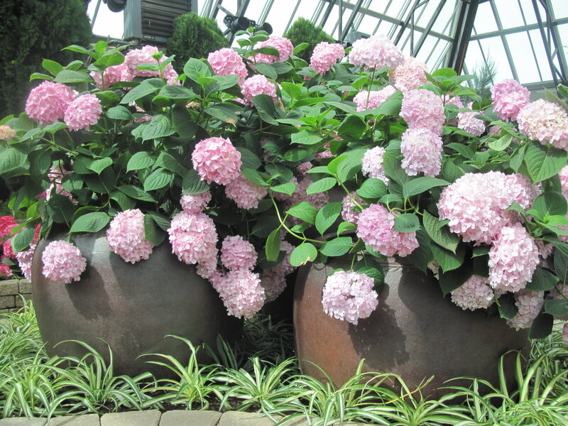 Pink Hydrangeas in Pots — Serene, Afternoon, Photograph