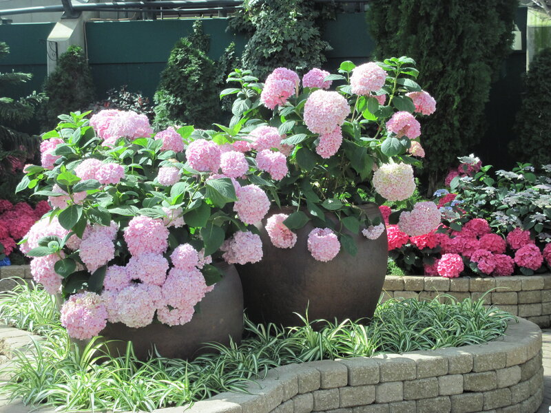 Pink Hydrangeas in Pots — Serene, Afternoon