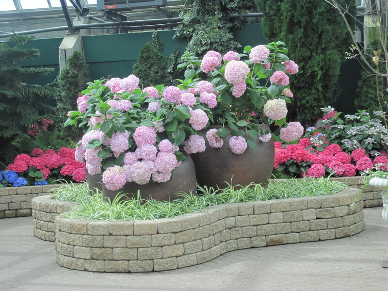 Pink Hydrangeas in Pots — Serene