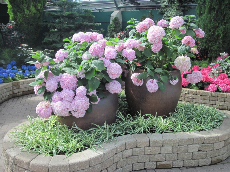 Pink Hydrangeas in Pots