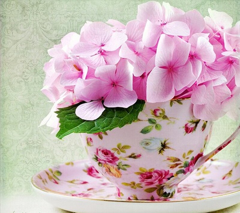 Pink Hydrangeas in Teacup — Serene