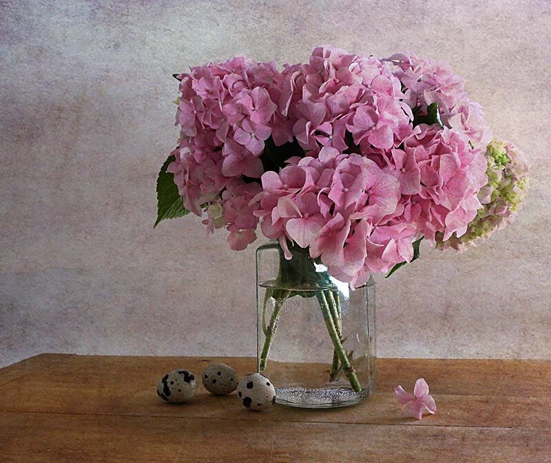 Pink Hydrangeas in Vase — Serene, Photograph