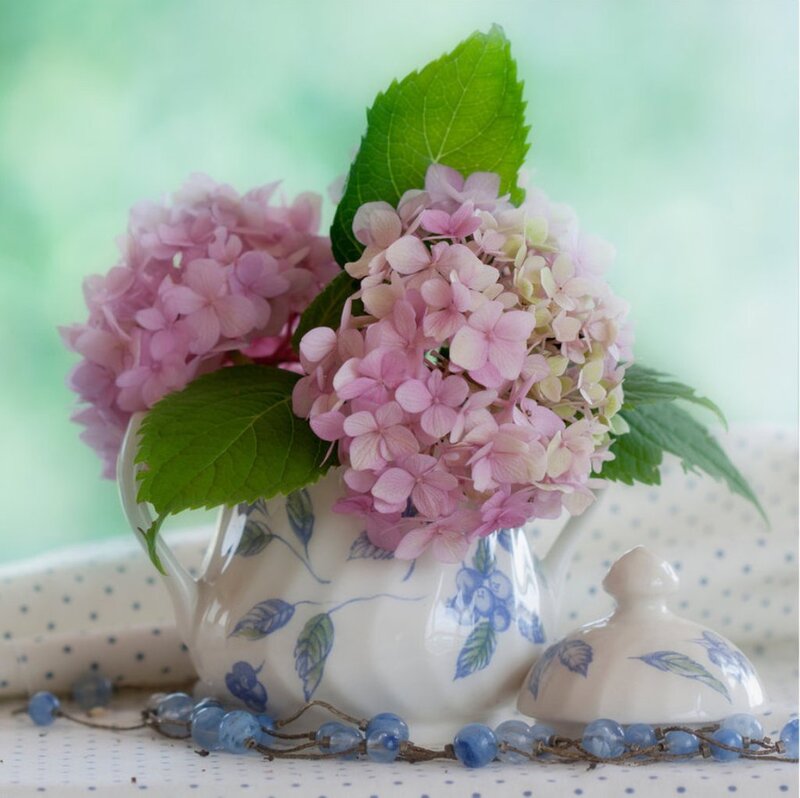 Pink Hydrangeas in Vase — Serene, Spring