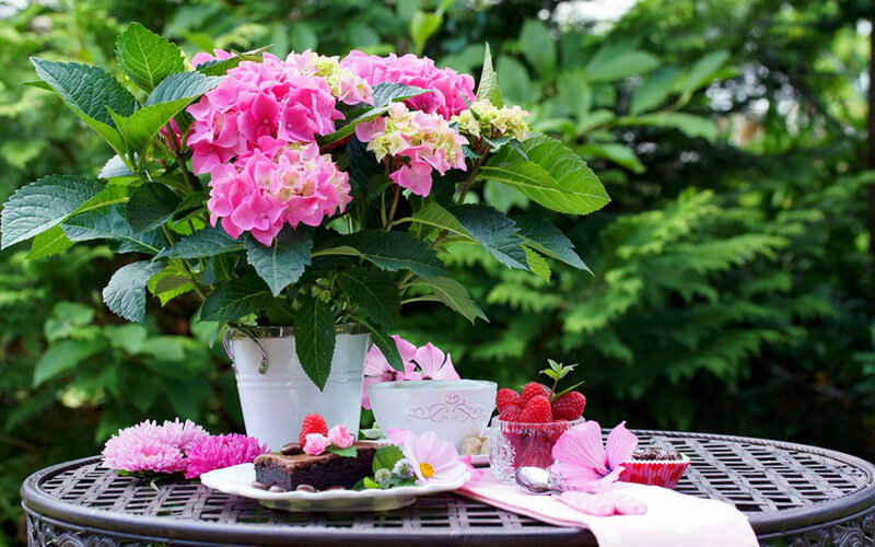 Pink Hydrangeas on Table — Serene