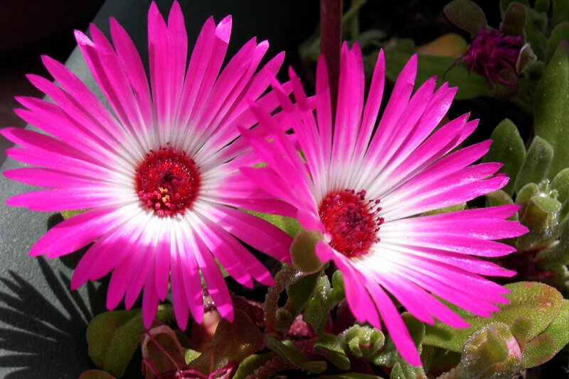 Pink Ice Plant Flowers