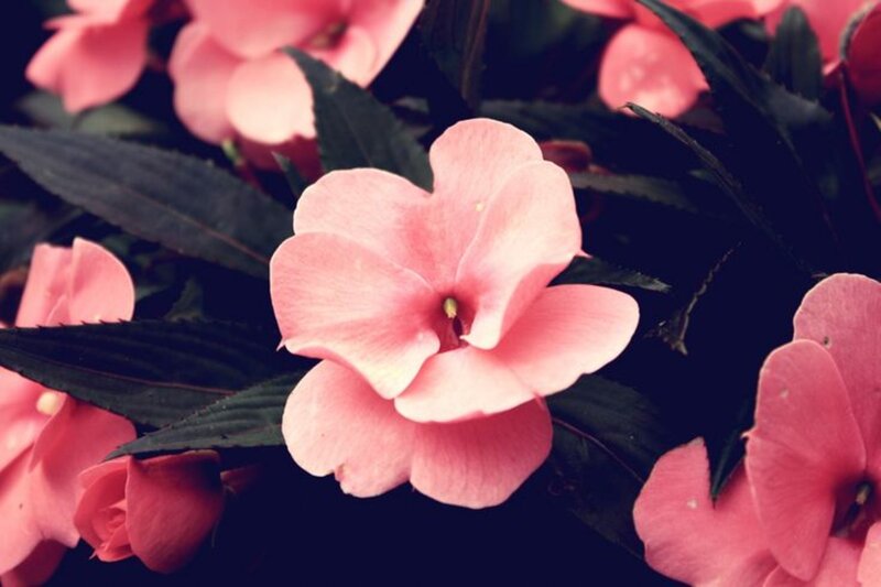 Pink Impatiens Flower — Calm, Photograph, Flowers