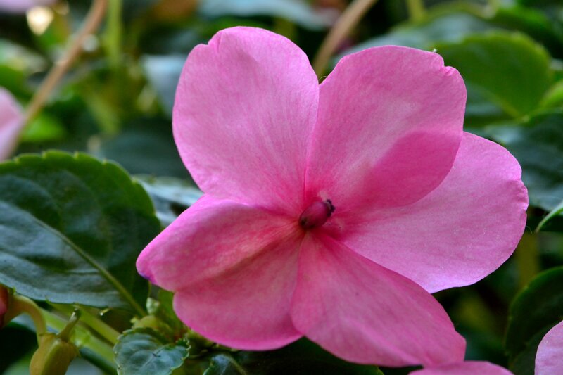 Pink Impatiens Flower — Calm, Photograph