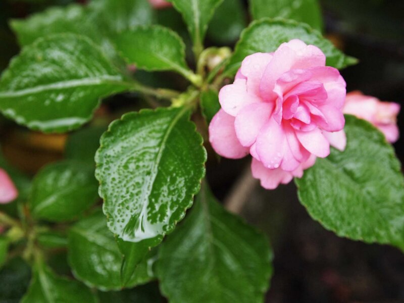 Pink Impatiens Flower — Calm
