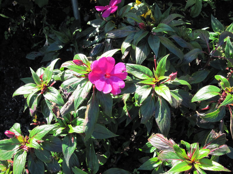 Pink Impatiens Flower — Natural, Afternoon