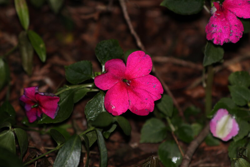 Pink Impatiens Flower — Natural