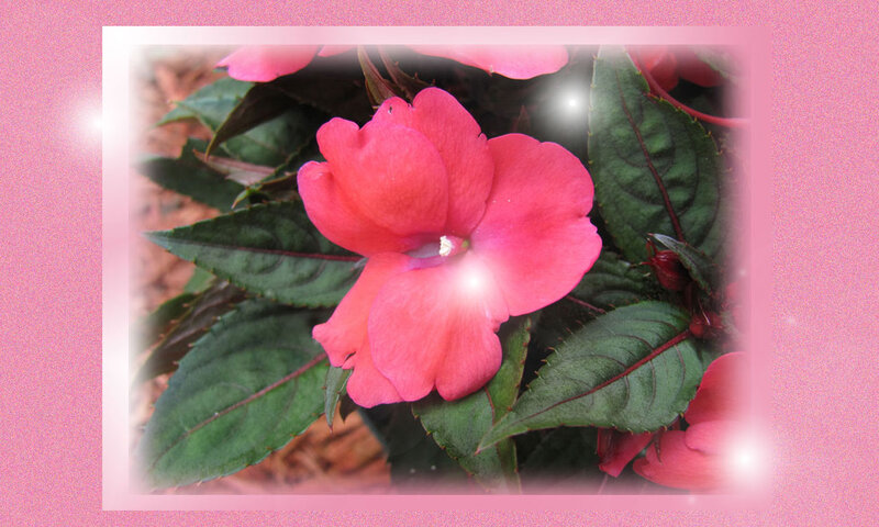 Pink Impatiens Flower — Serene, Photograph