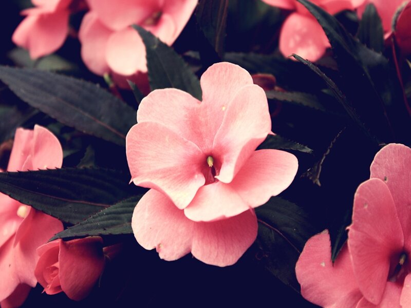 Pink Impatiens Flower — Serene