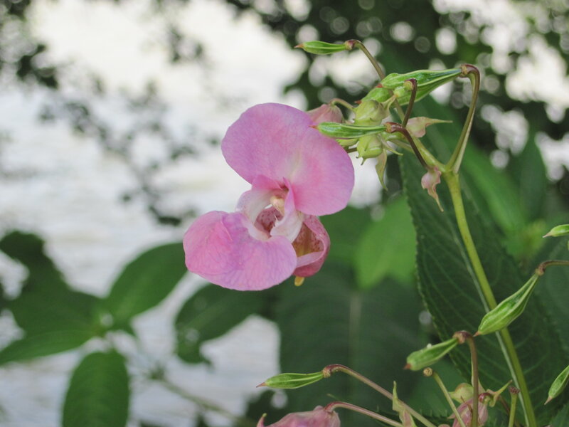 Pink Impatiens Flower