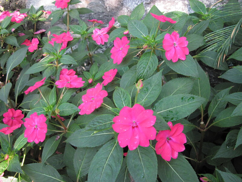 Pink Impatiens Flowers — Calm, Afternoon, Photograph, Green Leaves