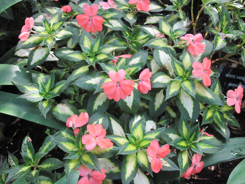 Pink Impatiens Flowers — Calm, Afternoon, Photograph, Leaves