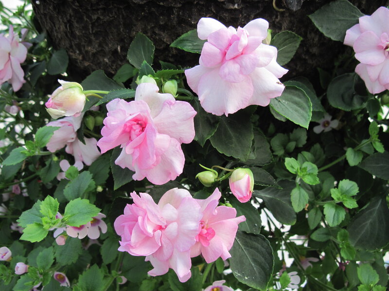 Pink Impatiens Flowers — Calm, Afternoon