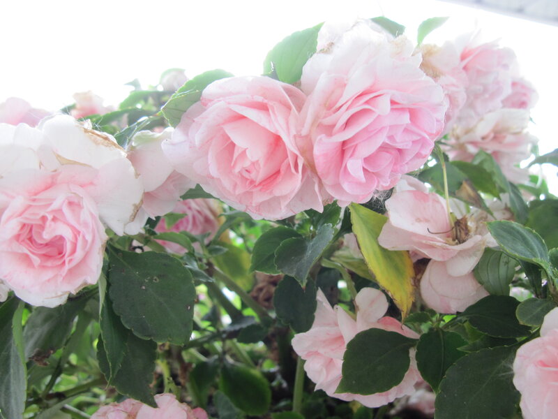 Pink Impatiens Flowers — Calm, Photograph, Green Leaves