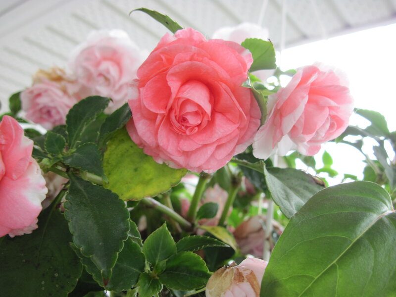 Pink Impatiens Flowers — Calm, Photograph