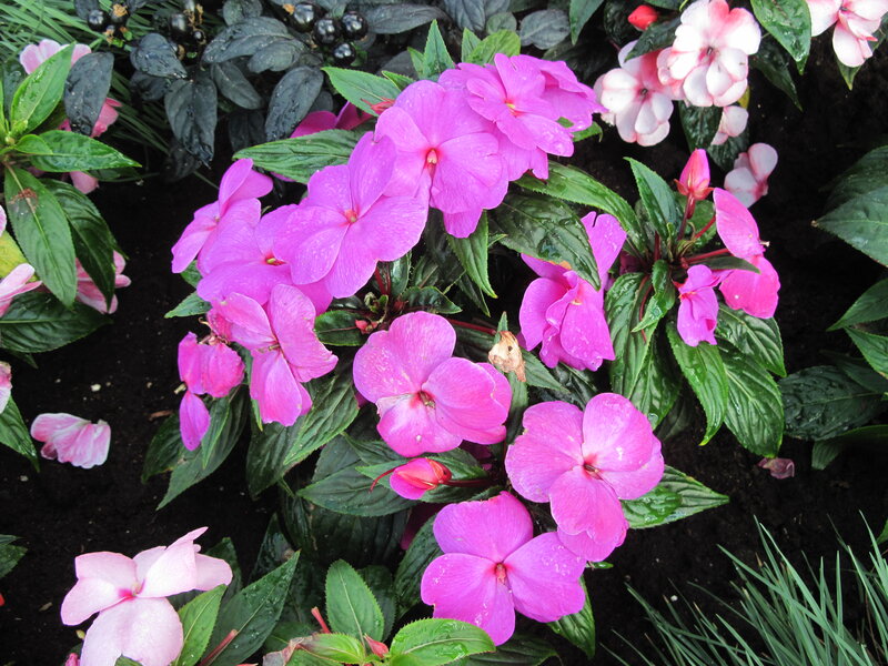 Pink Impatiens Flowers — Calm, Spring, Photograph