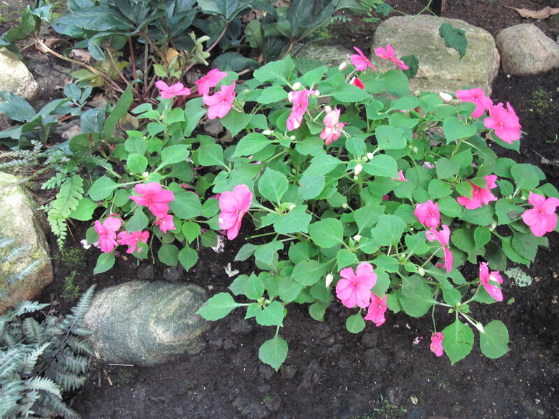 Pink Impatiens Flowers — Calm, Spring