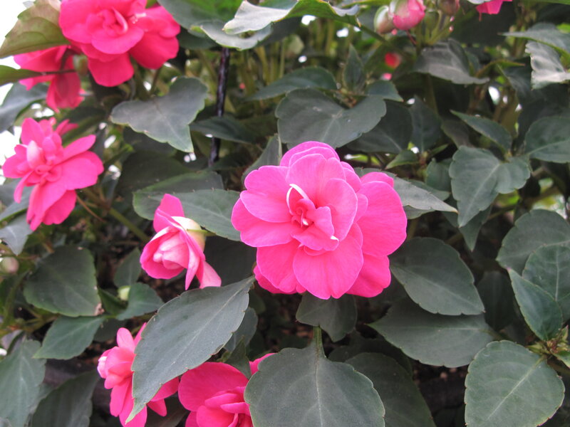 Pink Impatiens Flowers — Calm