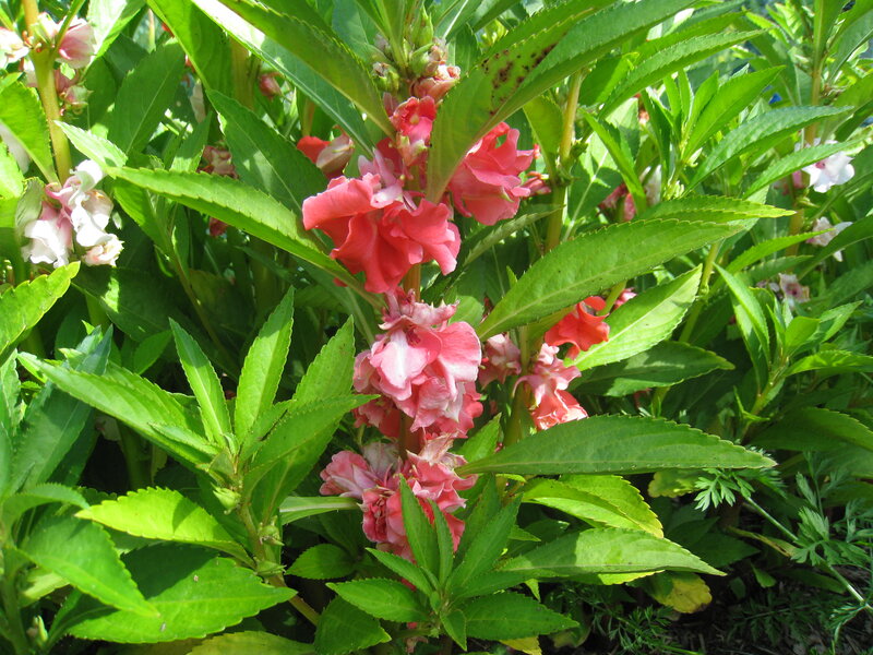 Pink Impatiens Flowers — Natural, Afternoon