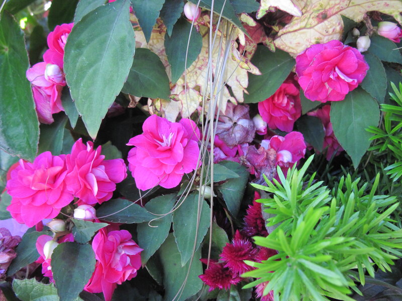 Pink Impatiens Flowers — Natural