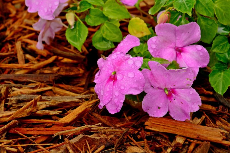 Pink Impatiens Flowers — Purple