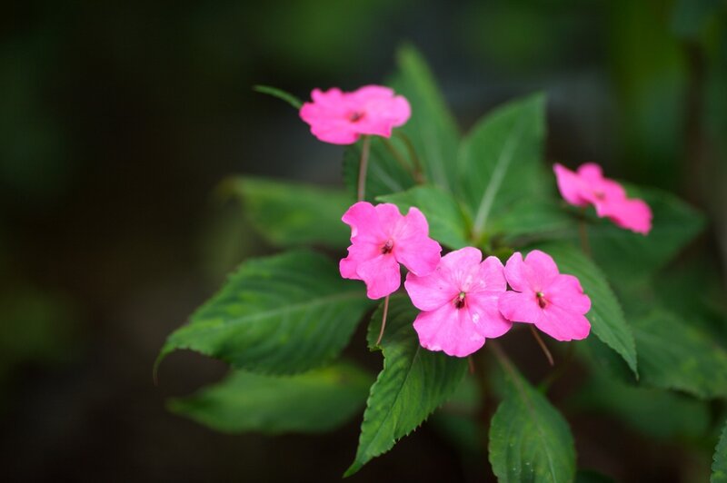 Pink Impatiens Flowers — Serene