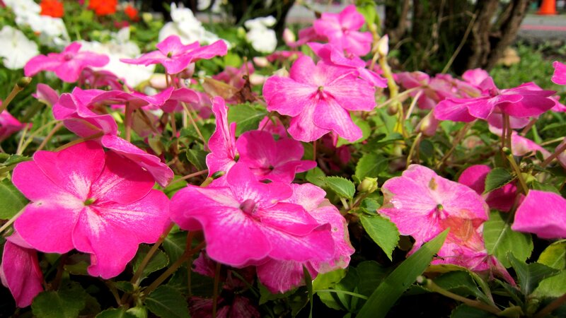 Pink Impatiens Flowers