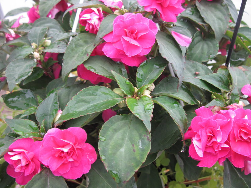 Pink Impatiens Flowers — Vibrant, Photograph, Green Leaves