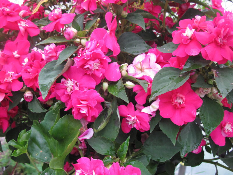 Pink Impatiens Flowers — Vibrant, Photograph