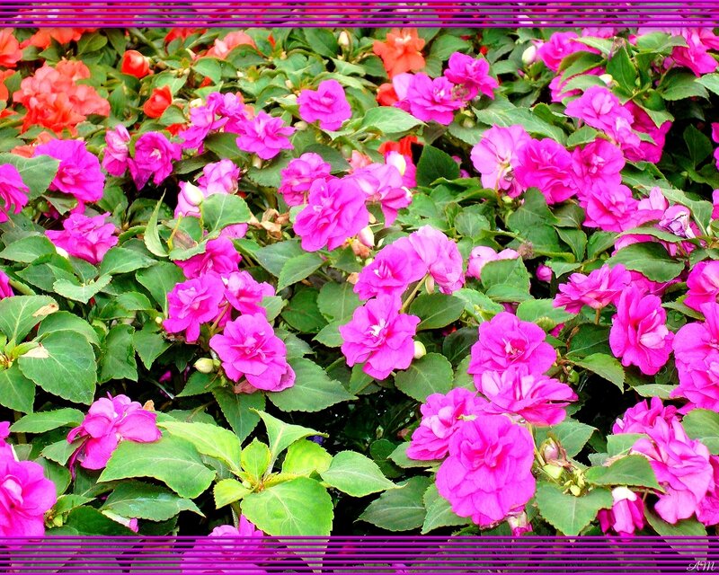 Pink Impatiens Flowers — Vibrant, Summer, Photograph