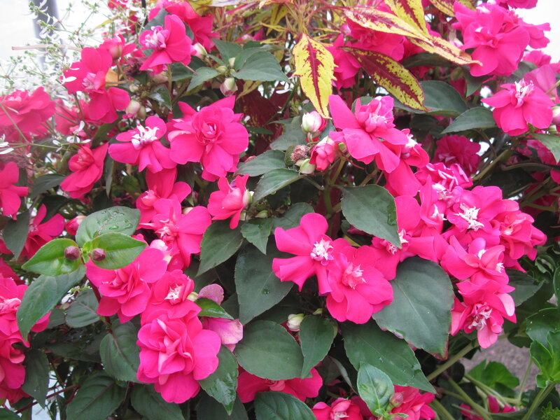 Pink Impatiens Flowers — Vibrant, Summer
