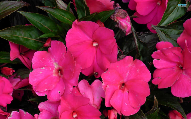 Pink Impatiens Flowers — Vibrant