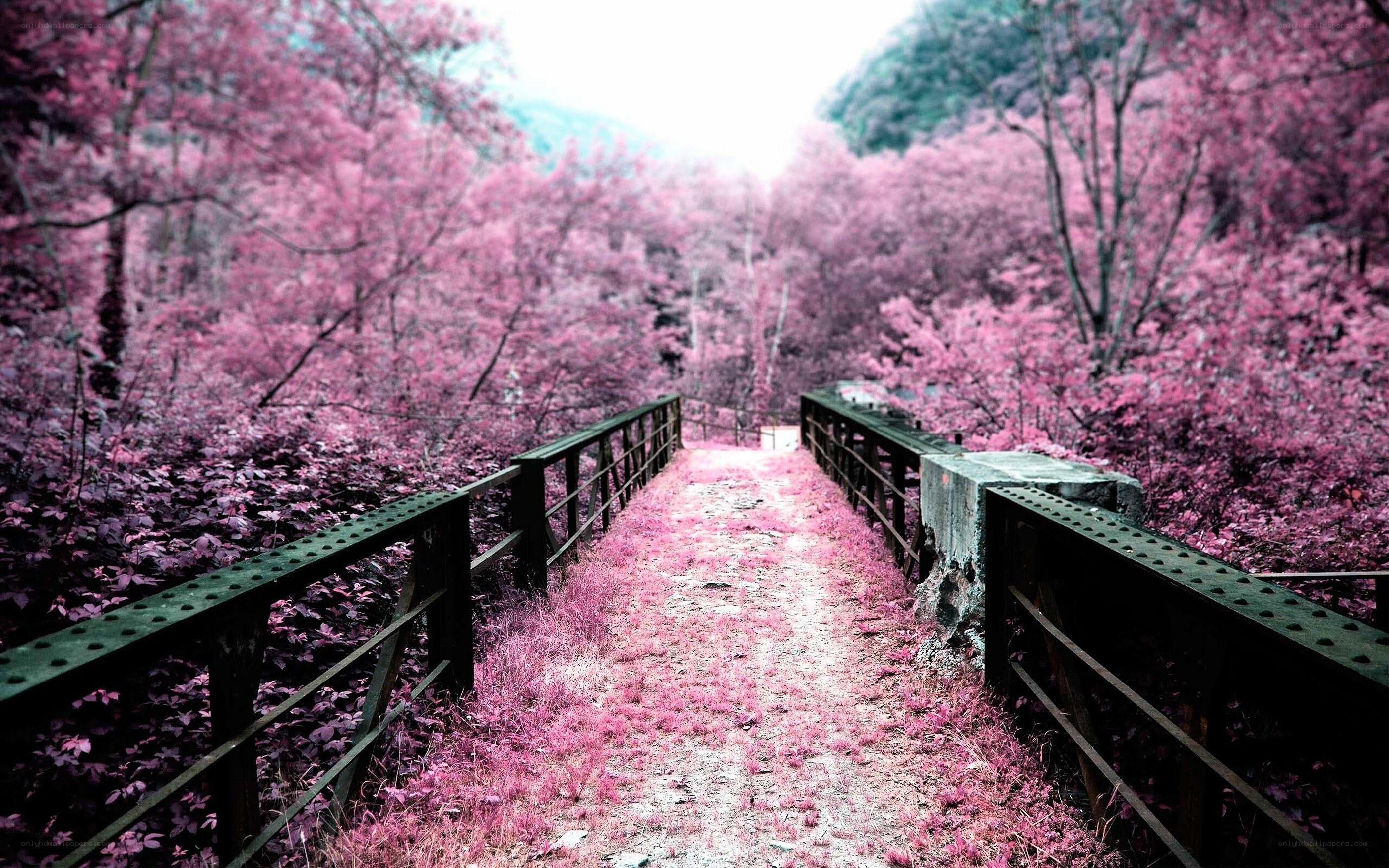 Pink infrared forest path