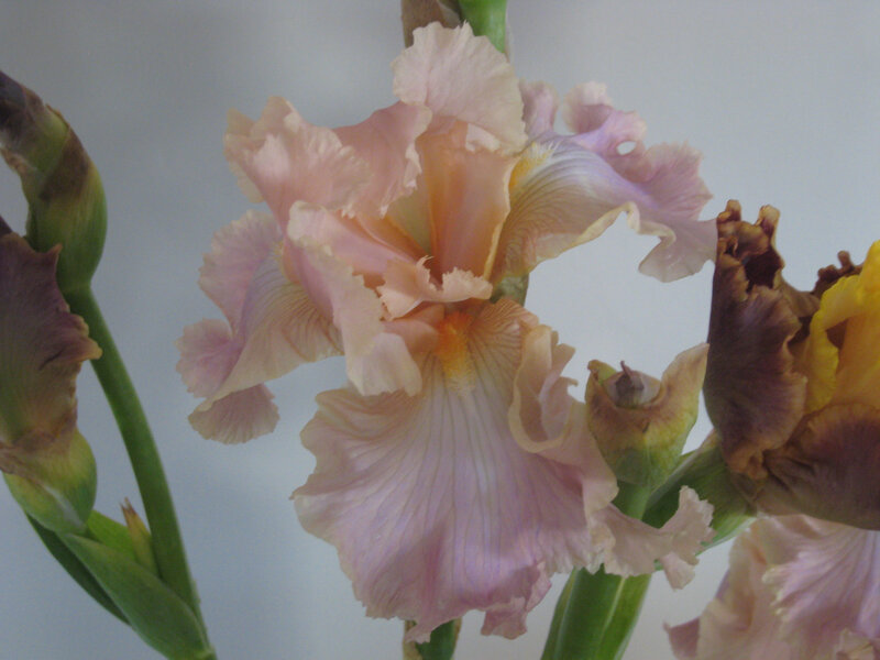 pink iris flower close-up
