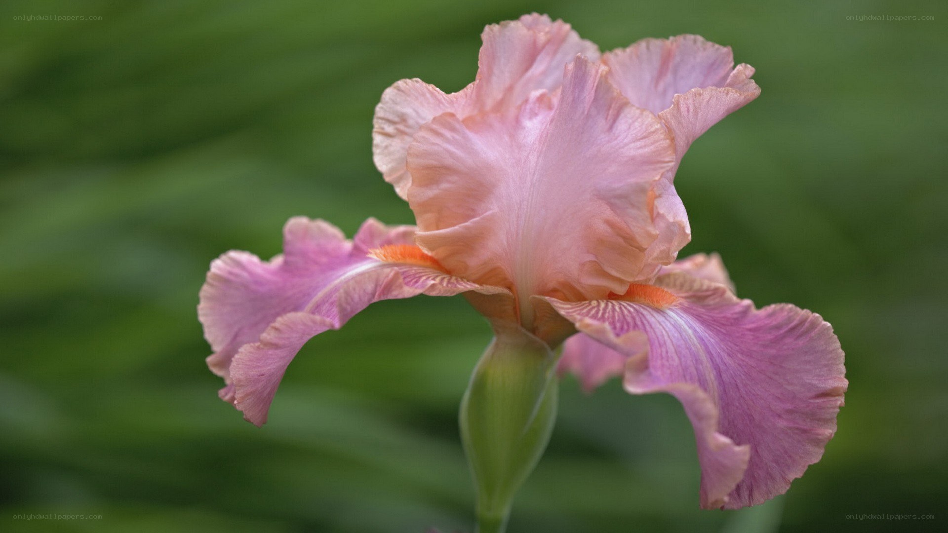 Pink iris flower in bloom