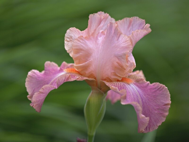 Pink iris flower in bloom