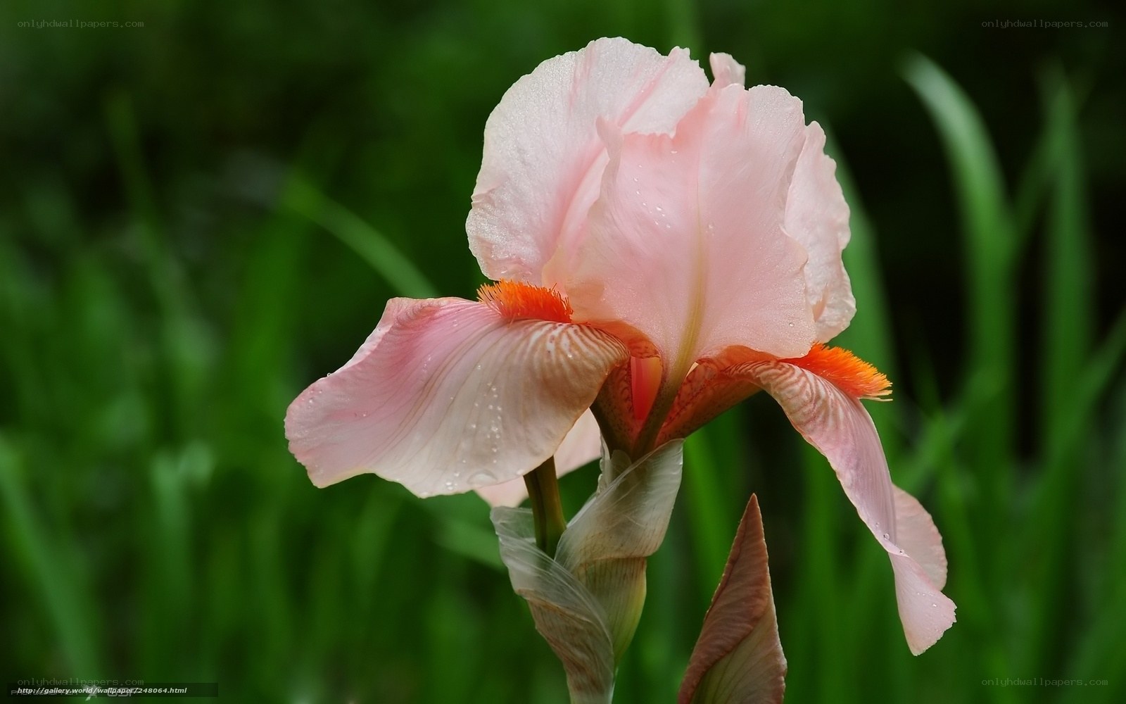 Pink iris flower in garden