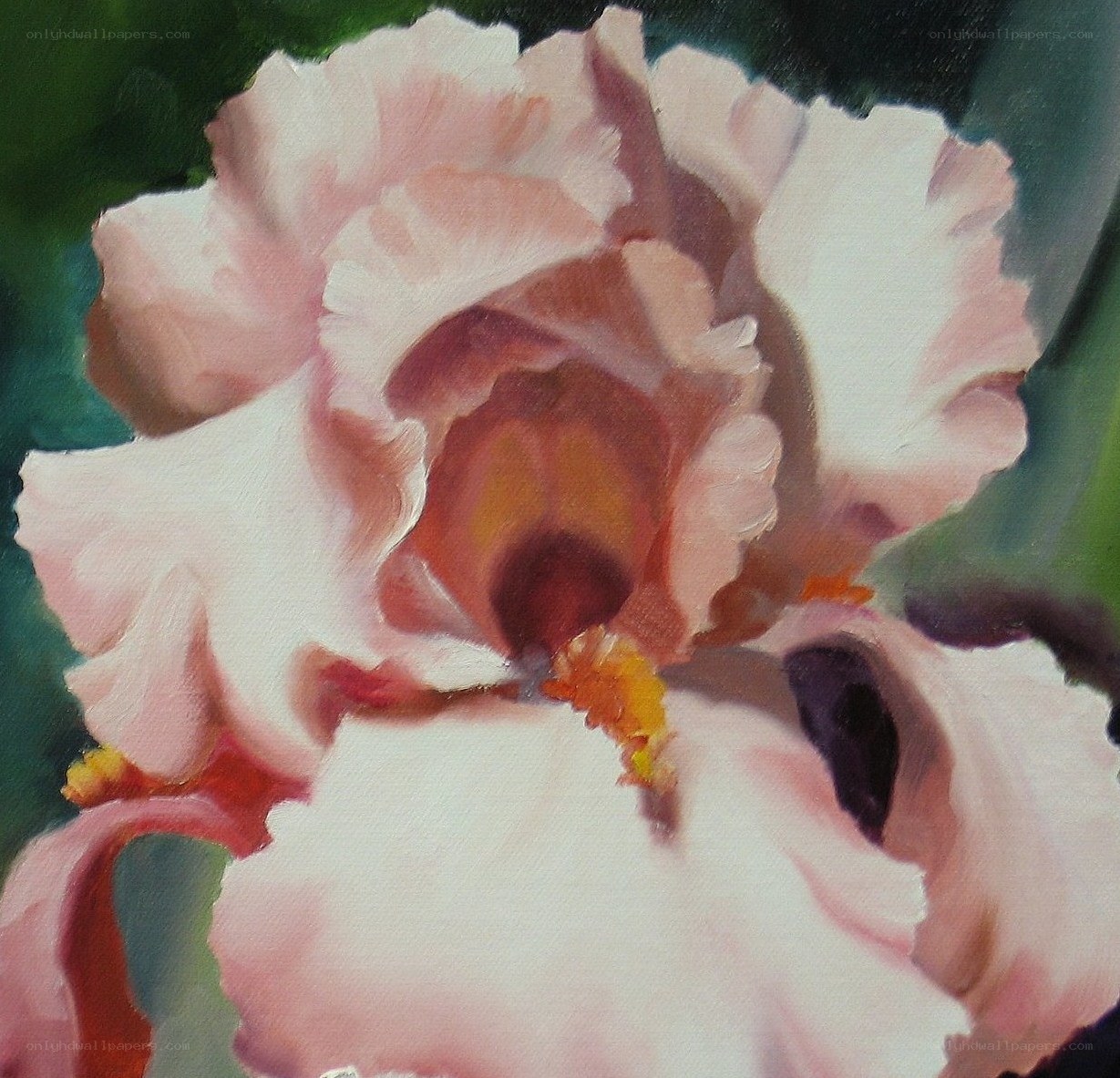 Pink Iris Flower Painting