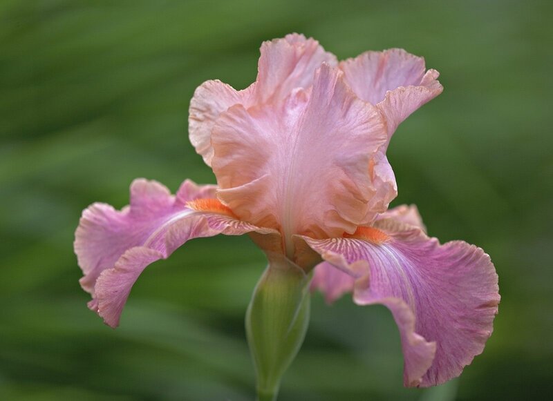 Pink Iris Flower — Serene