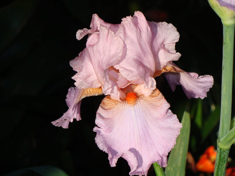 Pink Iris Flower